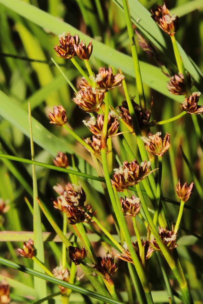 Juncus da determinare-2